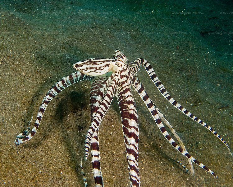 11-01-04-Standing-tall-mimic-octopus-IMG-1179