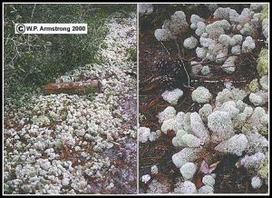 Lichens (الأشنة) (2)