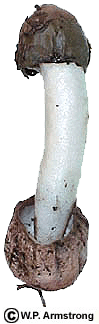 Stinkhorn (القرن النتن) (2)