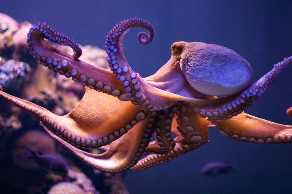 amazing-octopus-wide-hd-wallpaper-for-desktop-background-free