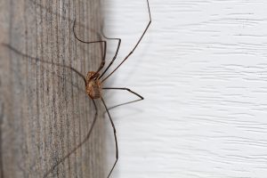 Life of a Daddy longlegs (Harvestmen) on a fence in Southern Ontario, Canada.
