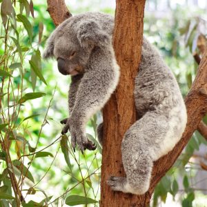 koala-bear-sleeping-wallpaper-2