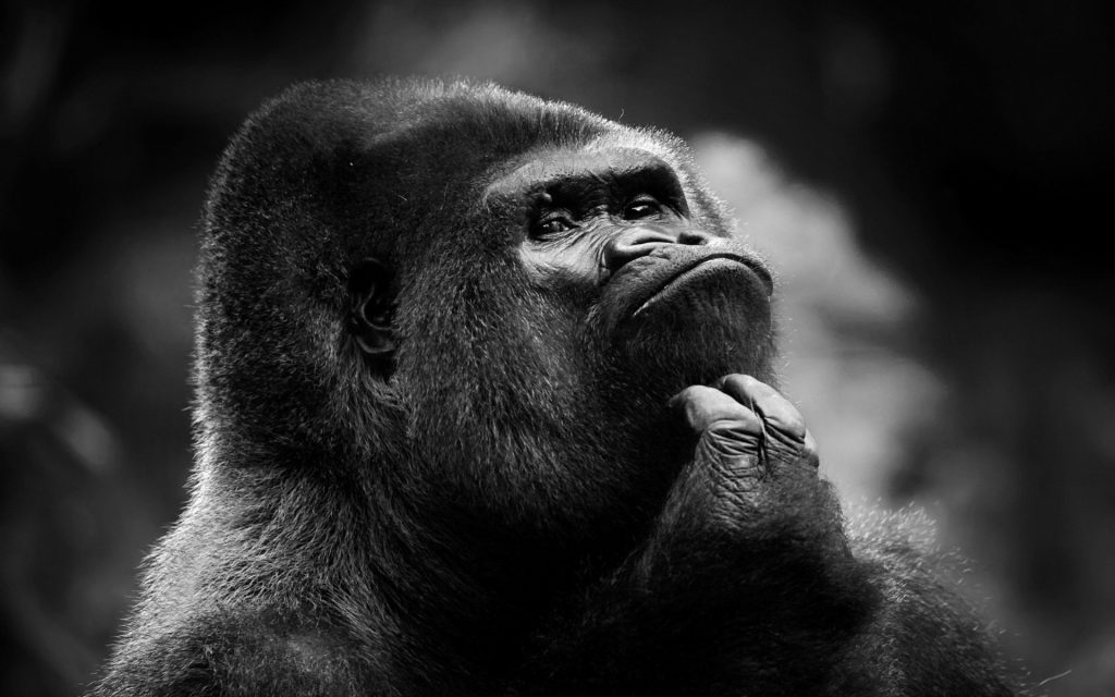 1362_primates-black-and-white