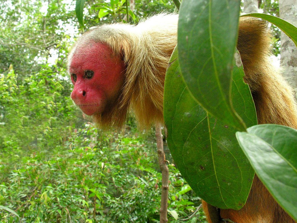 9-red-uakari