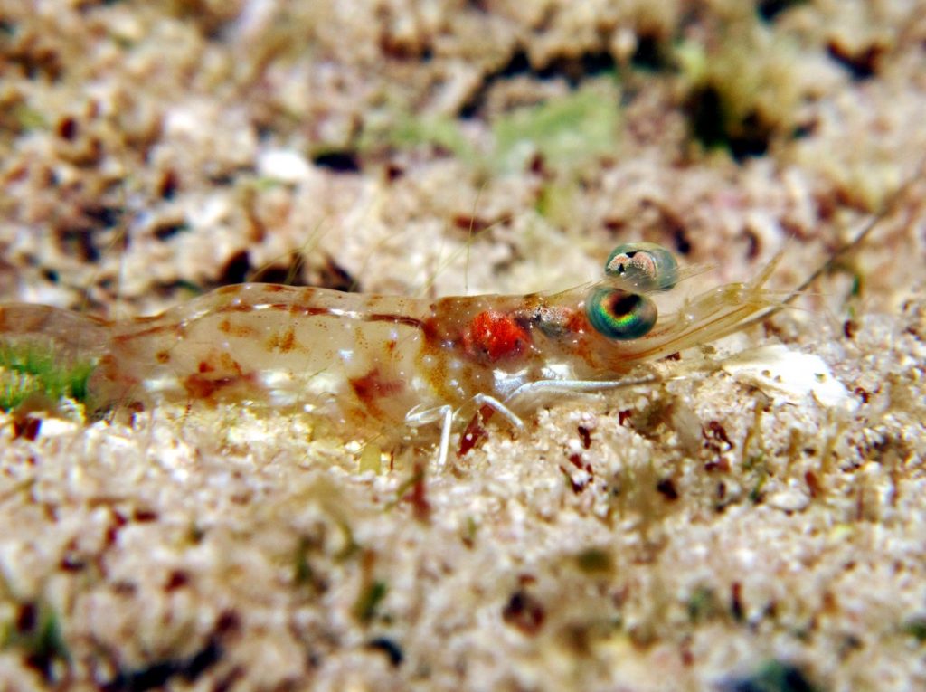 carribeanvelvetshrimp1