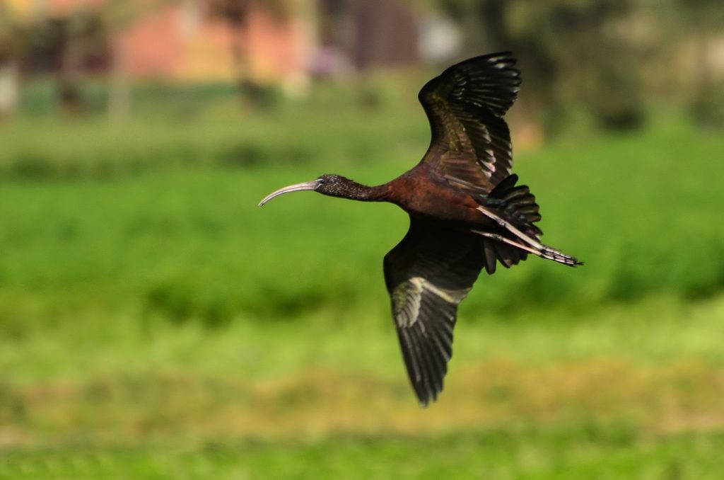 DSC_0068-2-Glossy-Ibis-Nile-Delta