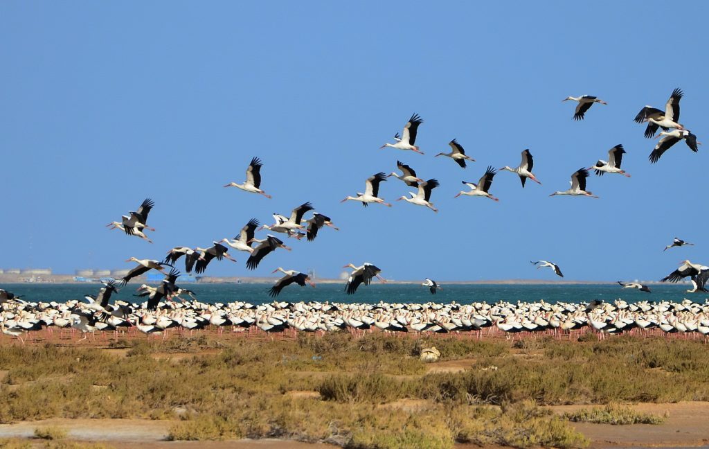 DSC_9082-2-White-Stork-Red-Sea