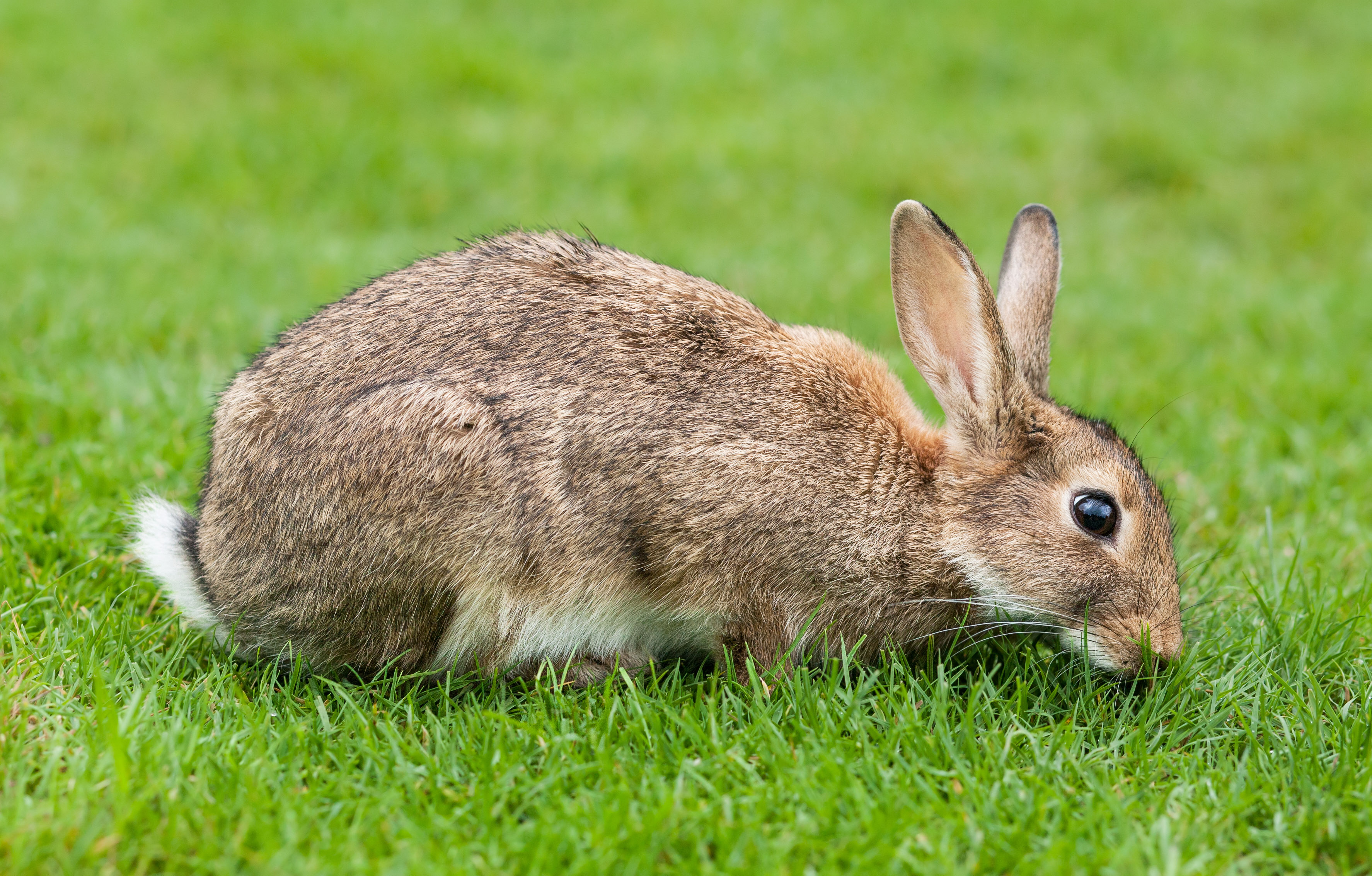 European_Rabbit,_Lake_District,_UK_-_August_2011