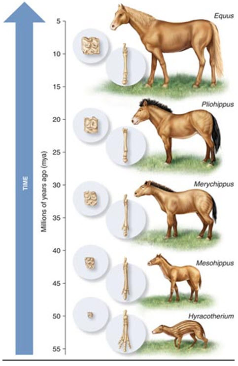 تطور الحصان عبر ملايين السنين