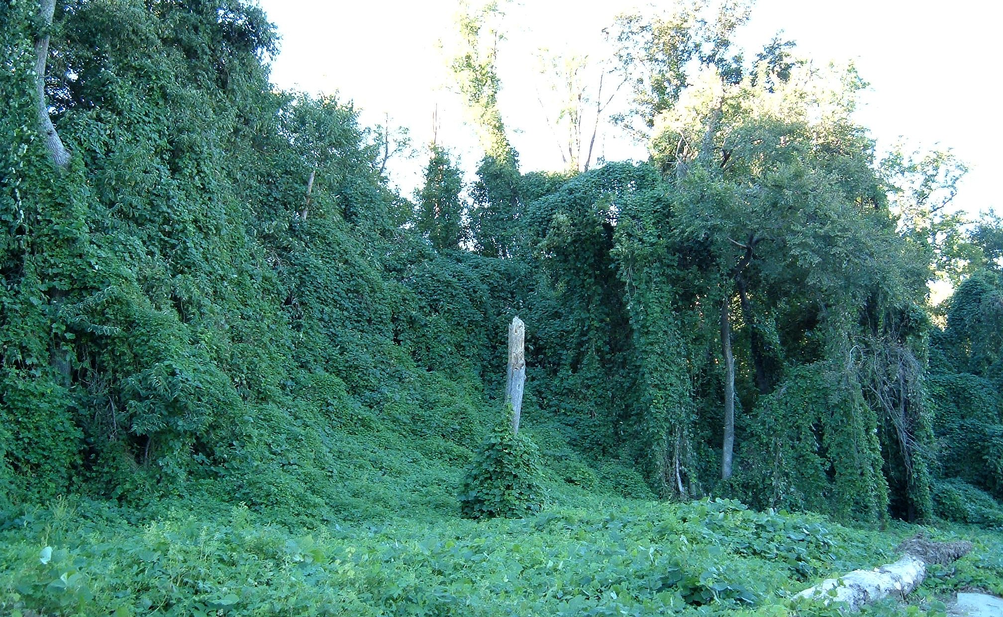 Kudzu_on_trees_in_Atlanta,_Georgia