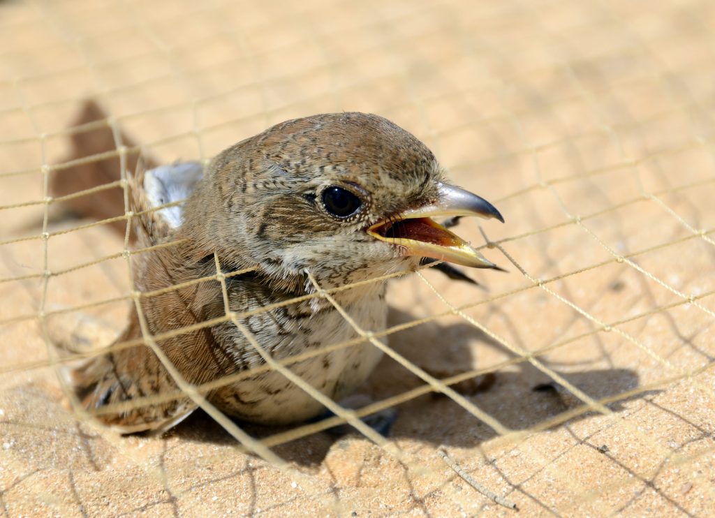 Vogelmord in Ägypten, Mittelmeerküste Neuntöter gehören zu den häufigsten Vögeln, die in den Reusenfallen bei El Alamein erbeutet werden