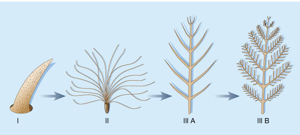 Feather_evolution_Stages1to3b