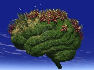 your-brain-is-like-a-garden