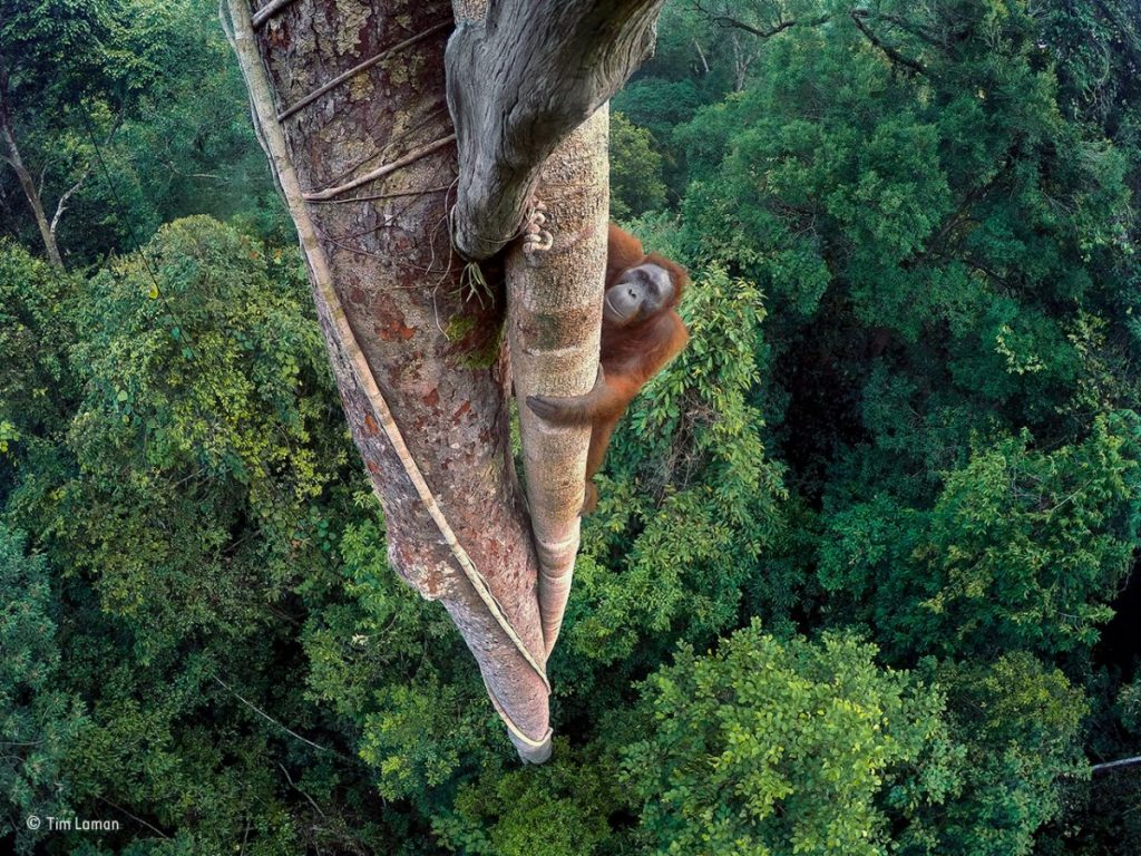 Tim Laman / Wildlife Photographer of the Year 