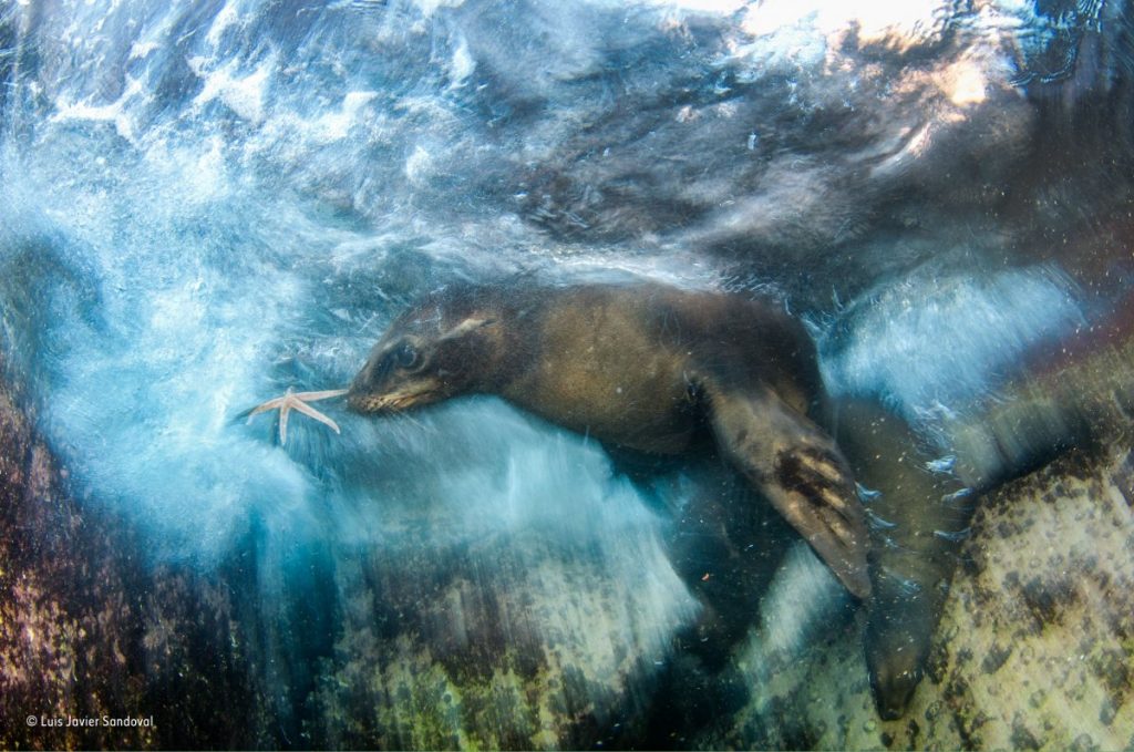 Luis Javier Sandoval / Wildlife Photographer of the Year 