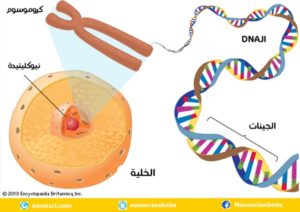 النووي الحمض ما هو ما هو
