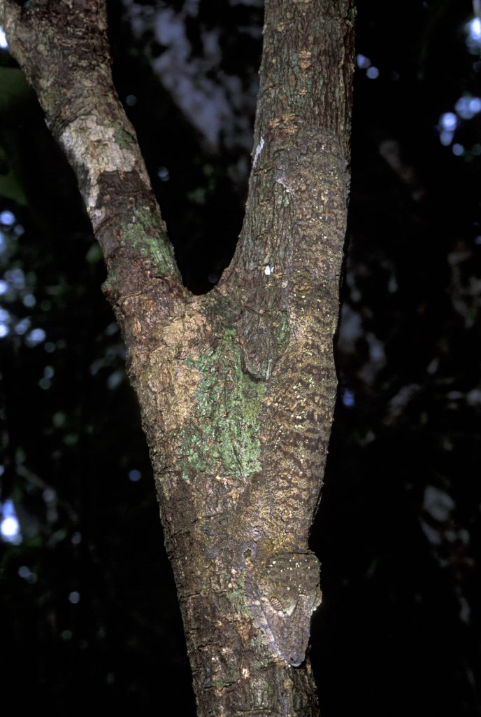 Leaf-tailed Gecko, Uroplatus fimbriatus, camouflaged against tree, Nosy Mangabe Reserve, Madagascar