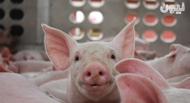 أكبر منتج للحوم الخنازير بالعالم يدرس كيفية زراعة الأعضاء البشرية